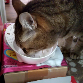 食欲旺盛の画像