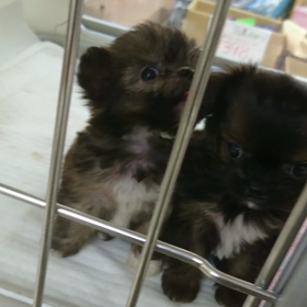 仔犬と仔猫(^^)の画像