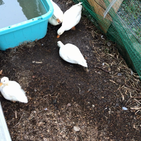 雪とコールダックの画像