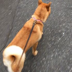 ケリ散歩47 ＊実写版磯野家＊の画像