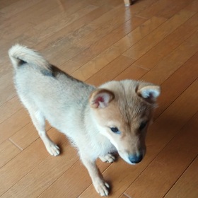 今日のももの画像