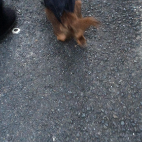 今日のししまるの画像