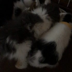 ゴマちゃんの近況 5月12日 15時20分の画像