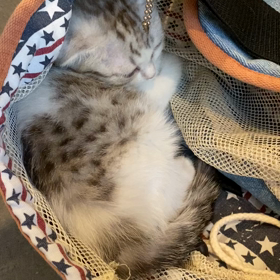 シュシュちゃん。里親募集中！の画像