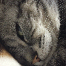 オッサン猫の画像