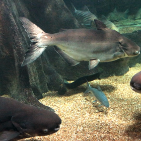 淡水魚よかったの画像