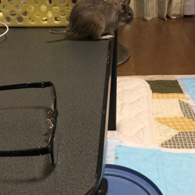 なにがなんでもかじり隊の画像