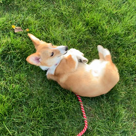 たんぽぽの画像