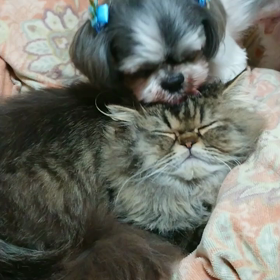 にゃんこ ひたすらがまん❗の画像