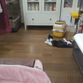 お部屋デビュー【追記】の画像