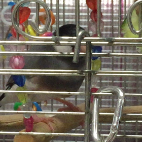 フォレジング foragingの画像