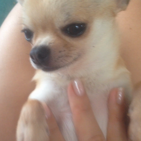 ルナのお願いポーズ(動画)の画像