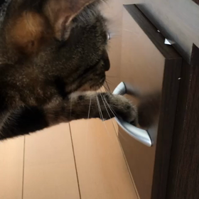 うーちゃん引き出しあける動画の画像