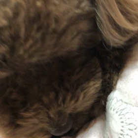 (*˙˘˙)♡足の画像