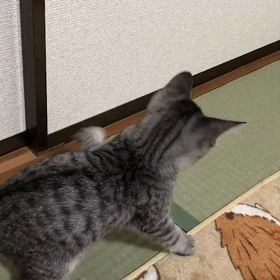 ボール大好きの画像