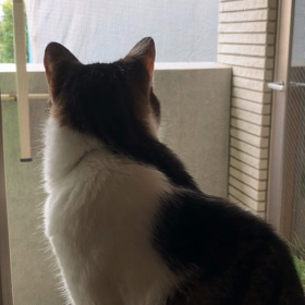 デール騒音被害！うるさいにゃの画像