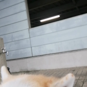 日差しがきつい朝、こりゃ大変と未来丸のイヤイヤダラダラゴロ寝散歩開始。どうなることかと思いきや、の画像