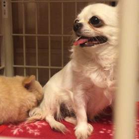 チワワ 愛[まな]の画像