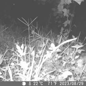 すぎぴたんの事件簿シーズン3　366話（久しぶりに、タヌキが来た）の画像