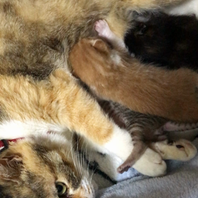 おっぱい争奪戦！の画像