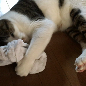 2ヶ月連続投稿おめでとう！だそうです(*≧▽≦)の画像