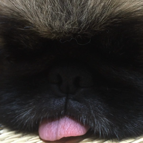 証明だよーU^ェ^Uの画像