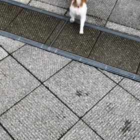 わが家のわんこの画像