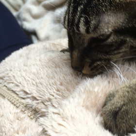 ママと勘違いしたにゃんこの画像