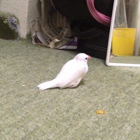 あったかいの〜の画像