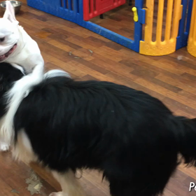 ロン君＆ピースの画像