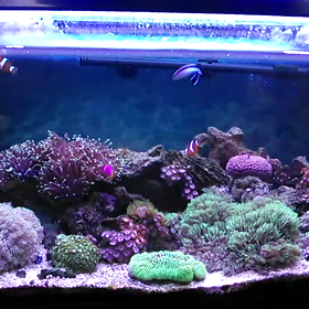 水流動画　ネワウェーブ1000Sの画像