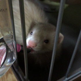 今日のシナモン  お水飲めるようになりましたの画像
