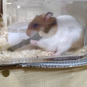 齧ってます。の画像