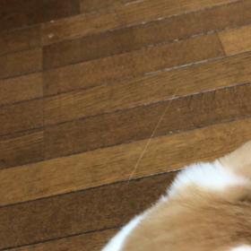 みんな遊び大好きの画像