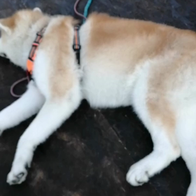 早朝はとっても涼しい散歩に最適❗と感じる飼い主。出だしの快速散歩は別にすぐに日陰でゴロ寝の連続のの画像