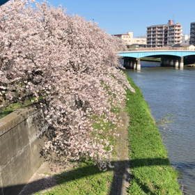 桜満開の画像