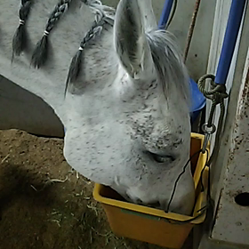 ビービー第2段の画像