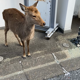 鹿さん、キョロってますね。の画像