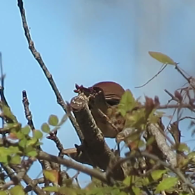 すぎぴたんの事件簿　シーズン２　９７話の画像