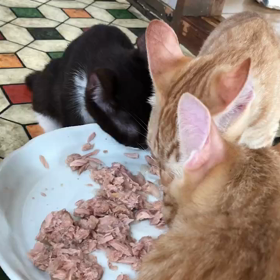 明ちゃんの近況の画像