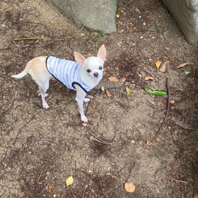 ぴょーんチワワの画像