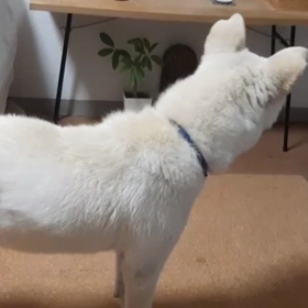 今日のシロくん 2の画像