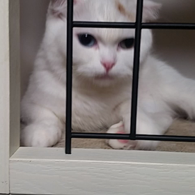 シッポでの画像