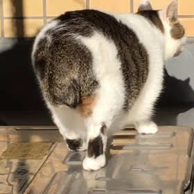 ポンちゃんの画像