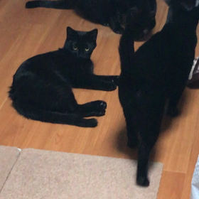 可愛いけど直ぐ逃げるマロンの画像