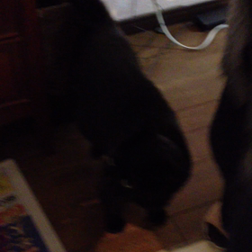 おりこうさん☆の画像