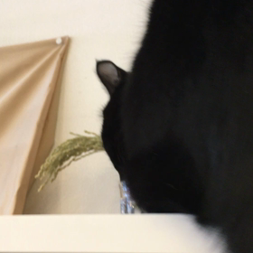 チェットの習性の画像