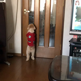 わんこ大喜びの画像