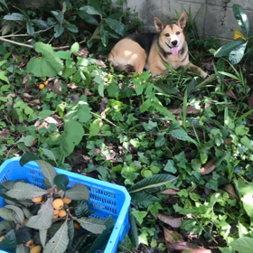 びわ茶を初めて作った！の画像