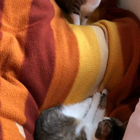 猫子猫の日向ぼっこ！の画像